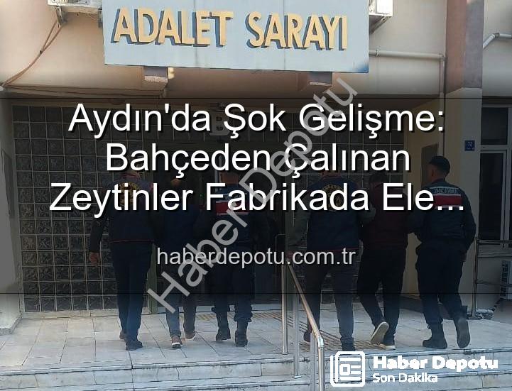 çalınan zeytinler - Aydın'da Şok Gelişme: Bahçeden Çalınan Zeytinler Fabrikada Ele Geçirildi, 2 Şüpheli Yakalandı