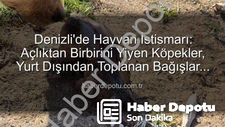Denizli’de Hayvan İstismarı: Açlıktan Birbirini Yiyen Köpekler, Yurt Dışından Toplanan Bağışlar İddiası