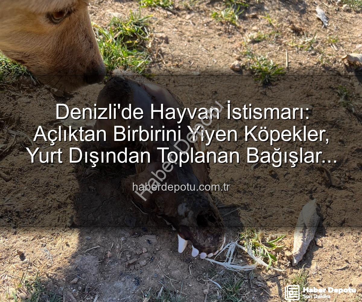 hayvan istismarı - Denizli'de Hayvan İstismarı: Açlıktan Birbirini Yiyen Köpekler, Yurt Dışından Toplanan Bağışlar İddiası