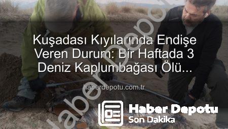 Kuşadası Kıyılarında Endişe Veren Durum: Bir Haftada 3 Deniz Kaplumbağası Ölü Bulundu