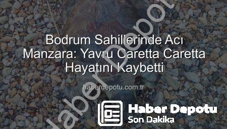 Bodrum Sahillerinde Acı Manzara: Yavru Caretta Caretta Hayatını Kaybetti