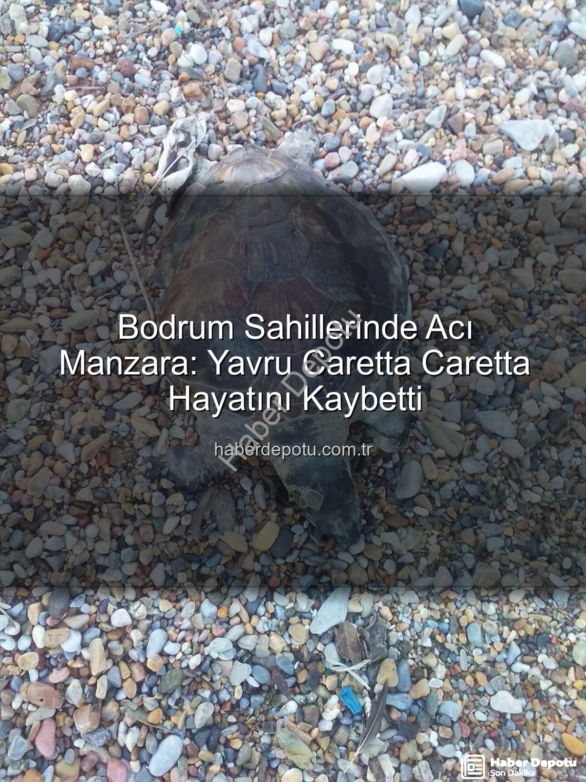 yavru caretta caretta - Bodrum Sahillerinde Acı Manzara: Yavru Caretta Caretta Hayatını Kaybetti