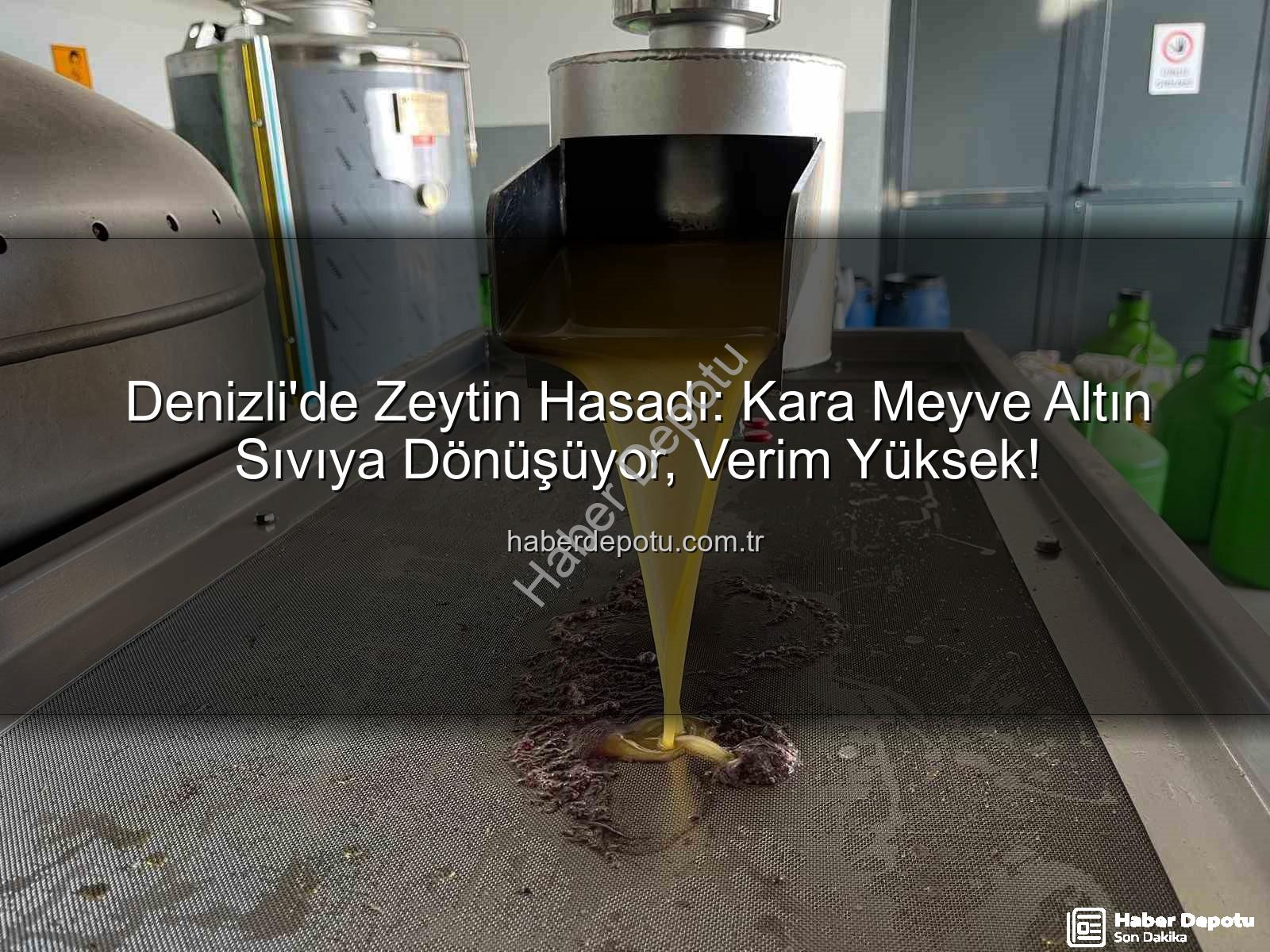 zeytin hasadı - Denizli'de Zeytin Hasadı: Kara Meyve Altın Sıvıya Dönüşüyor, Verim Yüksek!