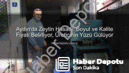 Aydın’da Zeytin Hasadı: Boyut ve Kalite Fiyatı Belirliyor, Üreticinin Yüzü Gülüyor