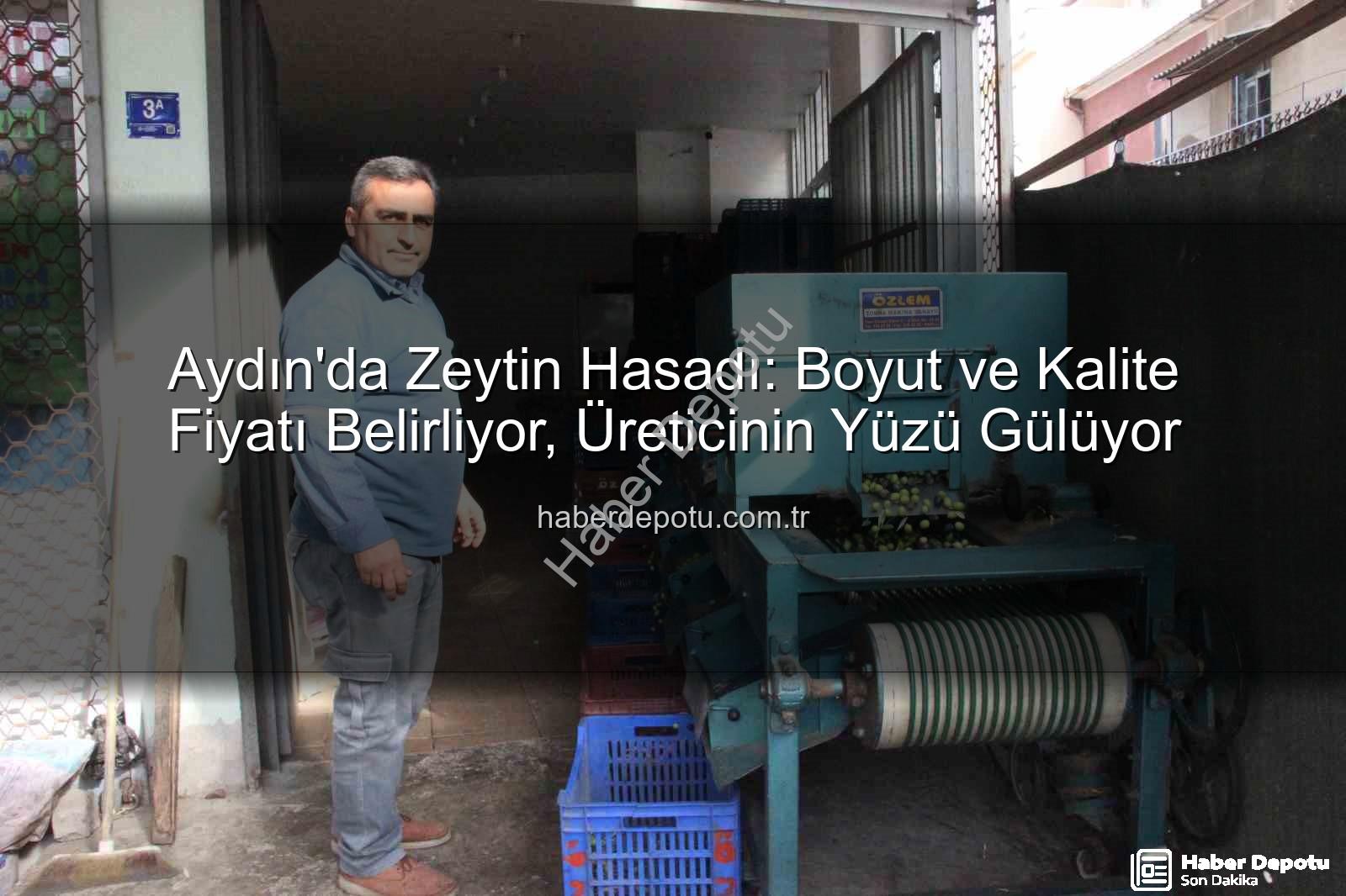 zeytin hasadı - Aydın'da Zeytin Hasadı: Boyut ve Kalite Fiyatı Belirliyor, Üreticinin Yüzü Gülüyor