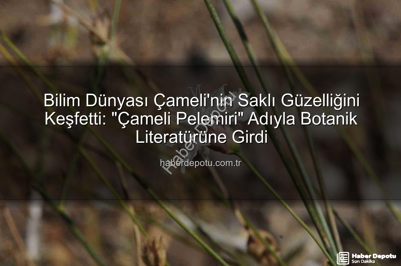 Çameli pelemiri - Bilim Dünyası Çameli'nin Saklı Güzelliğini Keşfetti: "Çameli Pelemiri" Adıyla Botanik Literatürüne Girdi