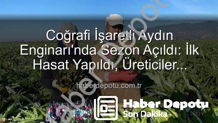 Coğrafi İşaretli Aydın Enginarı’nda Sezon Açıldı: İlk Hasat Yapıldı, Üreticiler Sahada