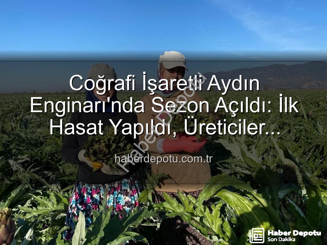 Aydın Enginarı - Coğrafi İşaretli Aydın Enginarı'nda Sezon Açıldı: İlk Hasat Yapıldı, Üreticiler Sahada