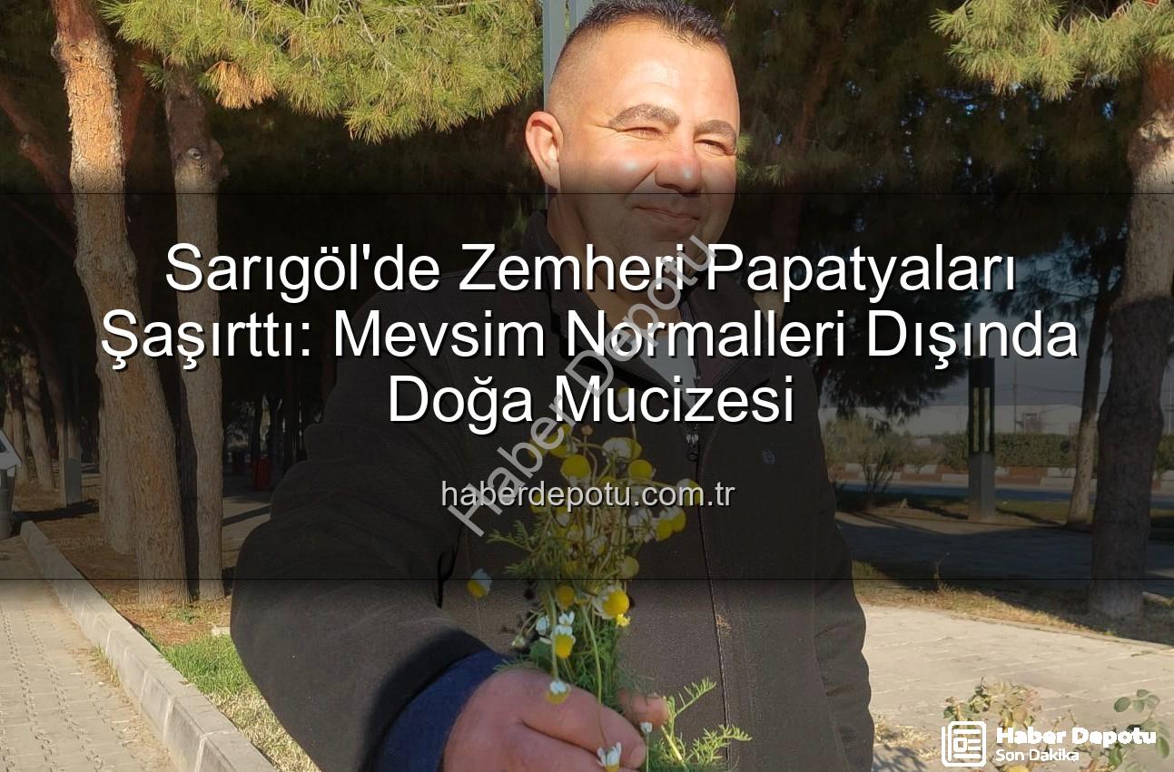zemheri papatyaları - Sarıgöl'de Zemheri Papatyaları Şaşırttı: Mevsim Normalleri Dışında Doğa Mucizesi