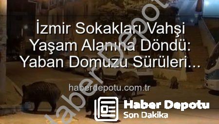 İzmir Sokakları Vahşi Yaşam Alanına Döndü: Yaban Domuzu Sürüleri Şehri İstila Etti!