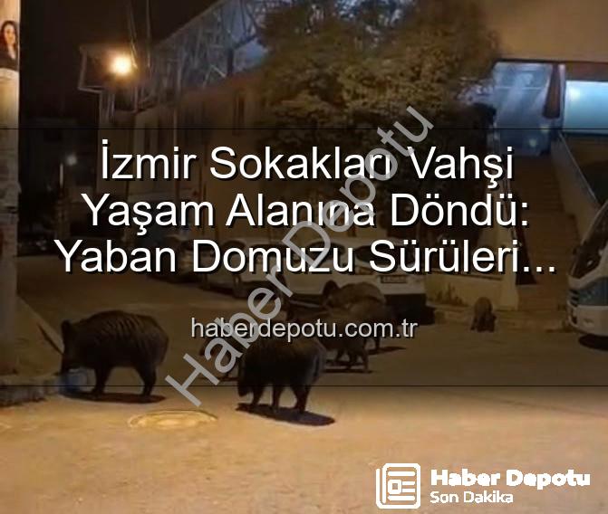 yaban domuzu - İzmir Sokakları Vahşi Yaşam Alanına Döndü: Yaban Domuzu Sürüleri Şehri İstila Etti!